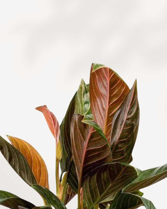 Aglaonema Chocolate plant in a pot
