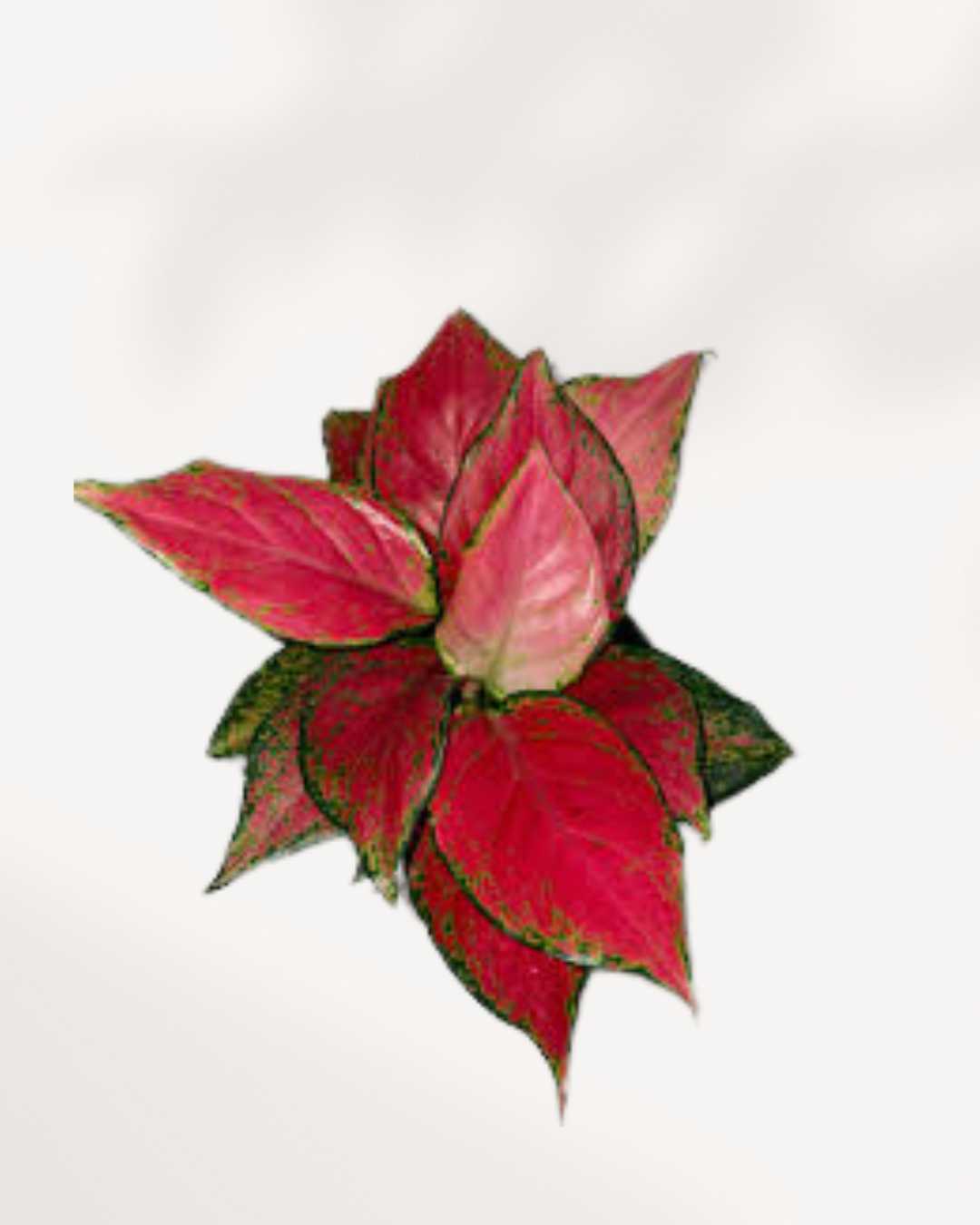 Aglaonema Lucky Red plant in a pot