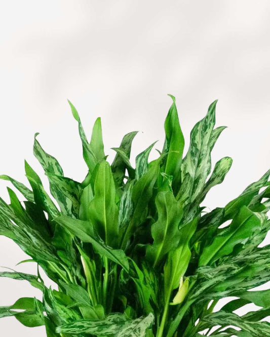 Aglaonema Miss Juliette plant in a medium pot