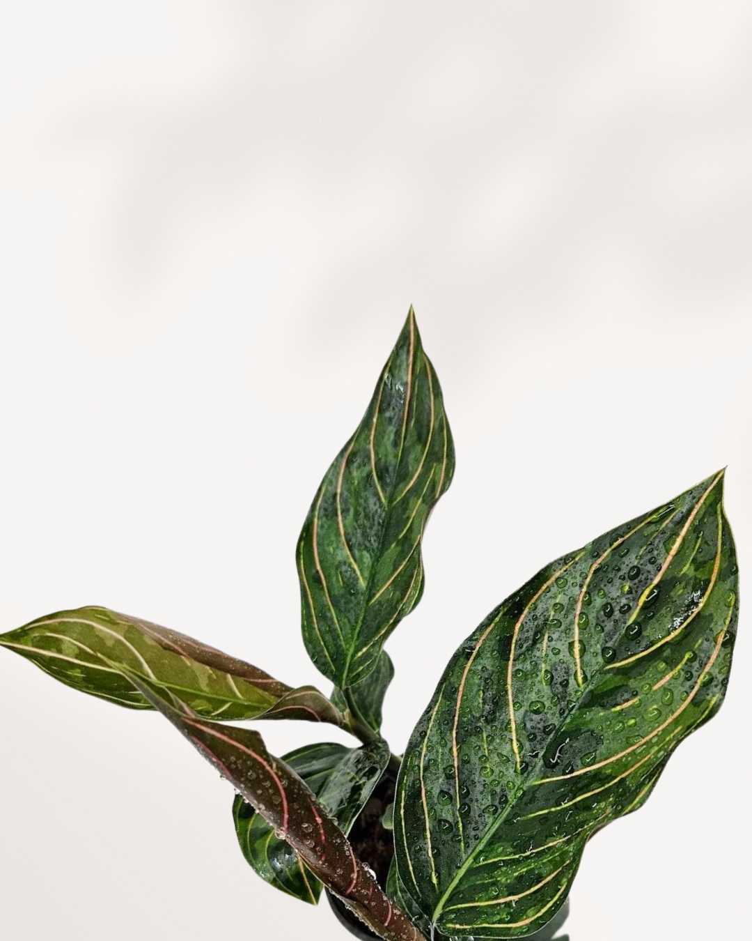 Close-up of Aglaonema Red Army's red and pink foliage