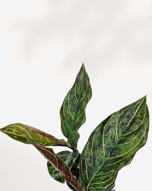 Aglaonema Red Army plant in a medium pot