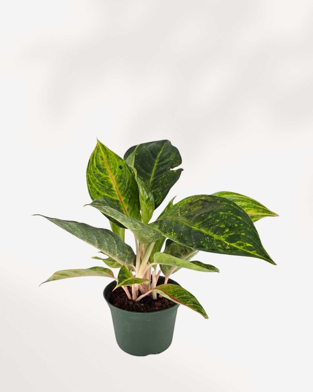 Top view of Aglaonema Green Papaya's foliage