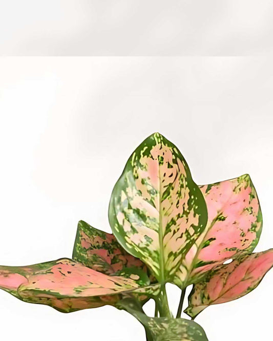 Aglaonema Pink Dalmatian plant in a pot