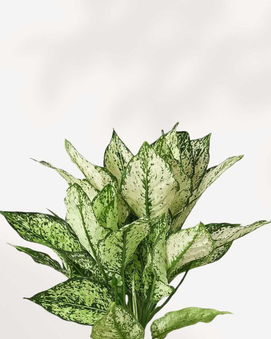 Aglaonema White Dalmatian plant in a pot