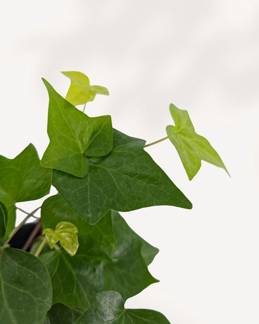 Full front view of a lush Algerian Ivy Green houseplant, showing vigorously trailing stems with large, glossy emerald-green leaves cascading from a pot.