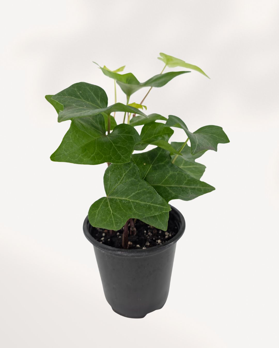 Top side angle looking down at a dense Algerian Ivy Green plant, revealing a thick canopy of vibrant leaves overflowing the edges of the container.