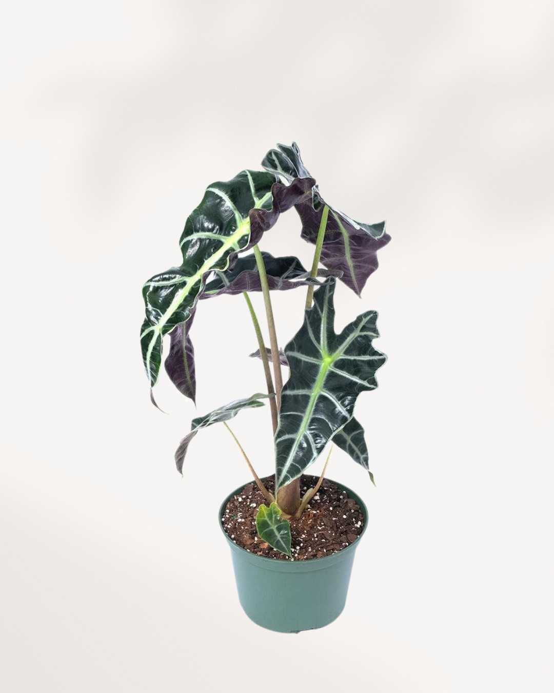 Alocasia Bambino in a medium pot