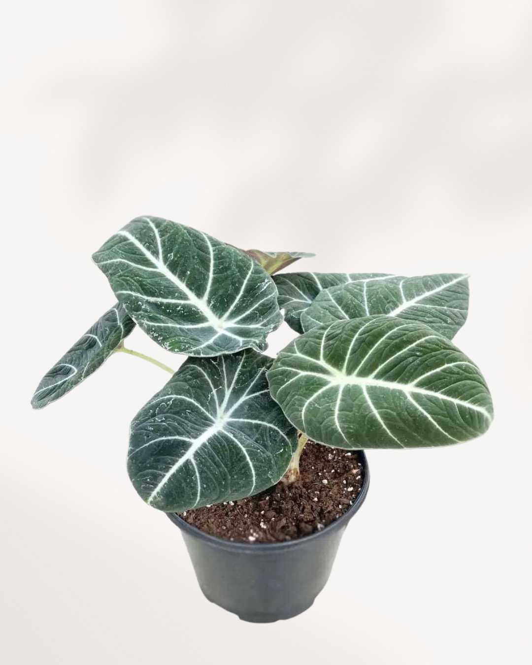 Close-up of Alocasia Black Velvet's velvety dark leaves