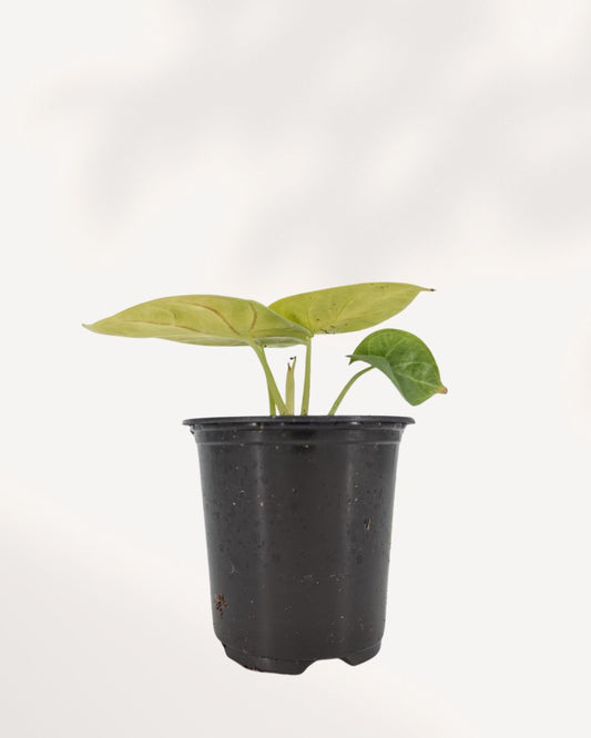 Alocasia Golden Dragon plant in a small pot