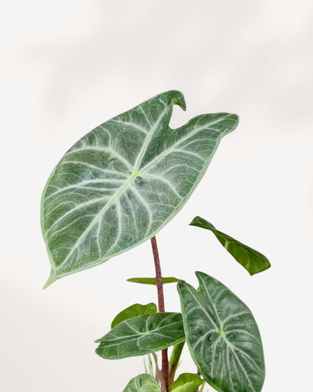 Close-up of Alocasia Ivory Coast's white-edged leaves