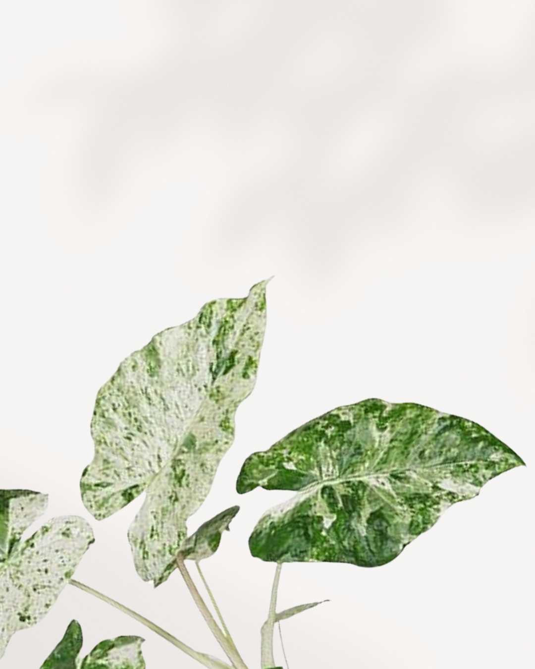 Close-up of Alocasia Macrorrhiza Camouflage Variegata's patterned leaves