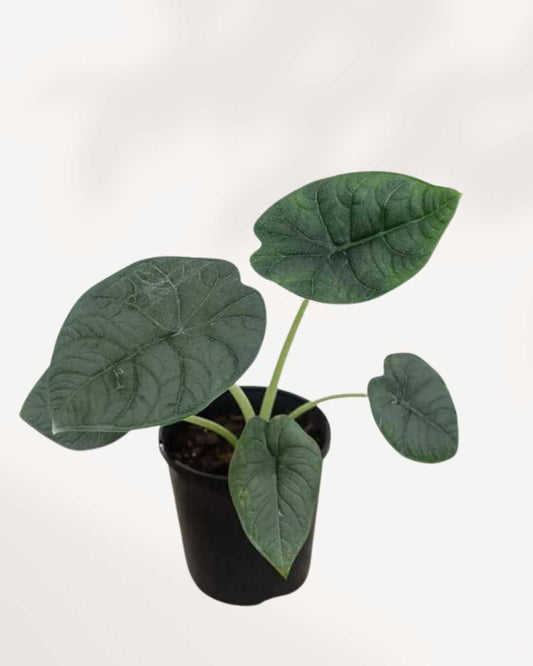 Alocasia Melo in an extra small pot