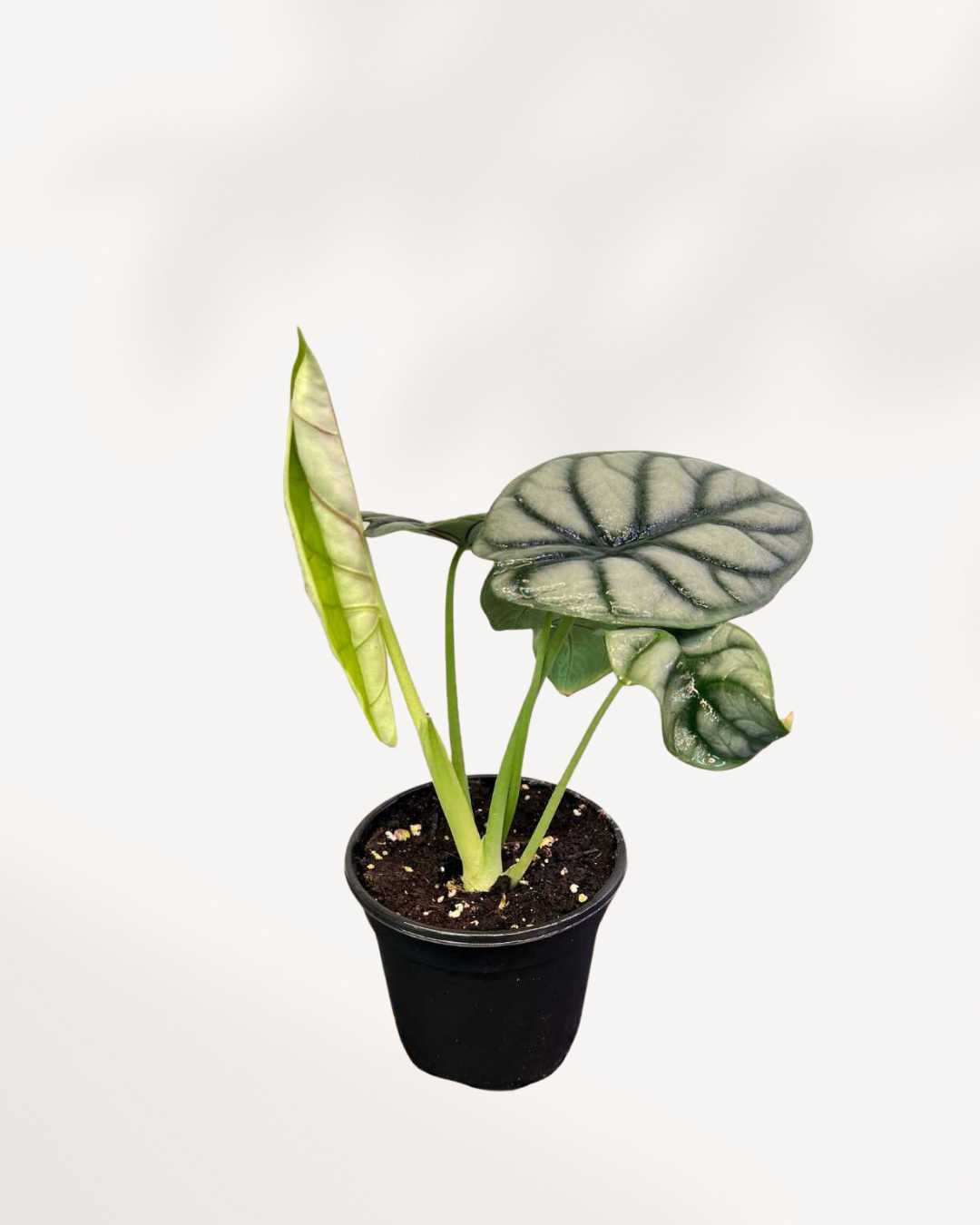 Alocasia Silver Dragon full plant view showing metallic sheen