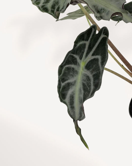 Alocasia Venom rare jewel houseplant in 4 inch black nursery pot with multiple dark green textured leaves and contrasting white veins, compact collector plant for indoor display