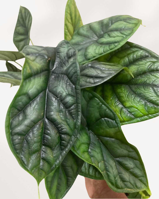 Alocasia Dragon Scale 4" Pot - Small