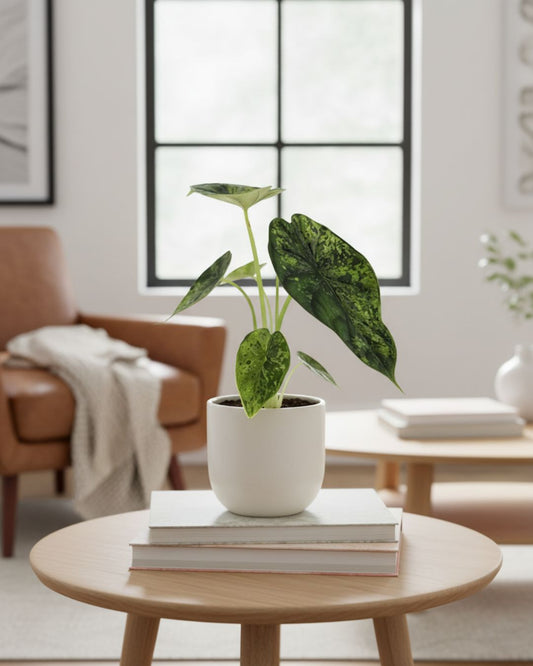 Alocasia Dragon Scale Mint in 4 inch pot, vibrant mint-green textured leaves, perfect indoor statement plant, buy online