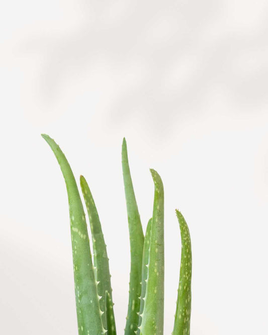 Aloe Vera 3.5" Pot - XSmall (Expect some blemishes)
