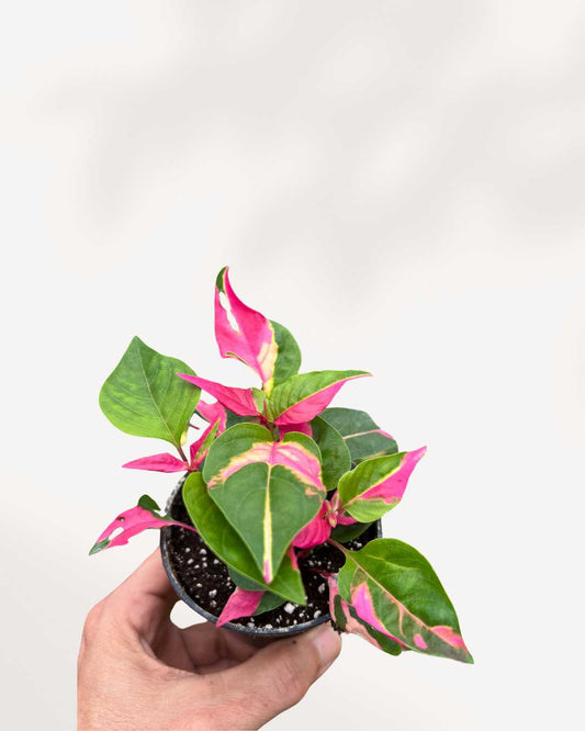 Alternanthera Party Time 3.5" Pot - Small