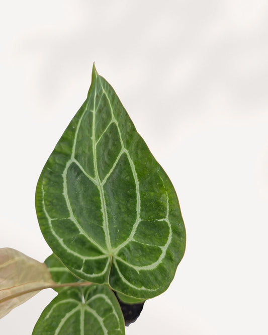 Anthurium Crystallinum Turtle full plant view, dark velvet leaves with bright white veins, rare houseplant available online and in store Richmond Hill GTA