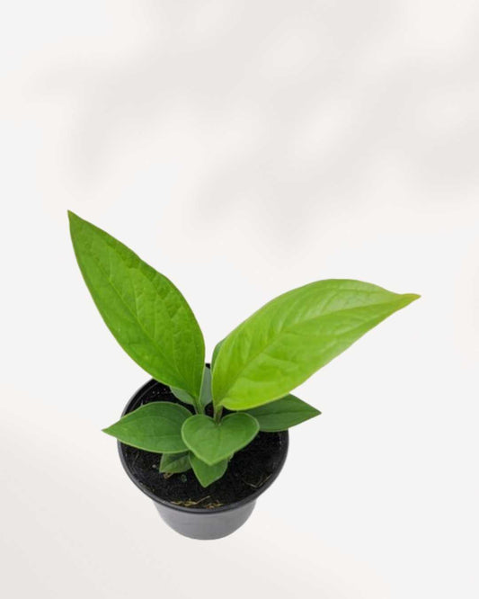 Anthurium Green Lady 4" Pot - Small