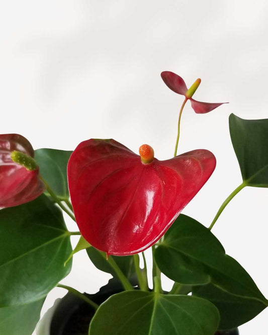 Anthurium Red 4" Pot - Small