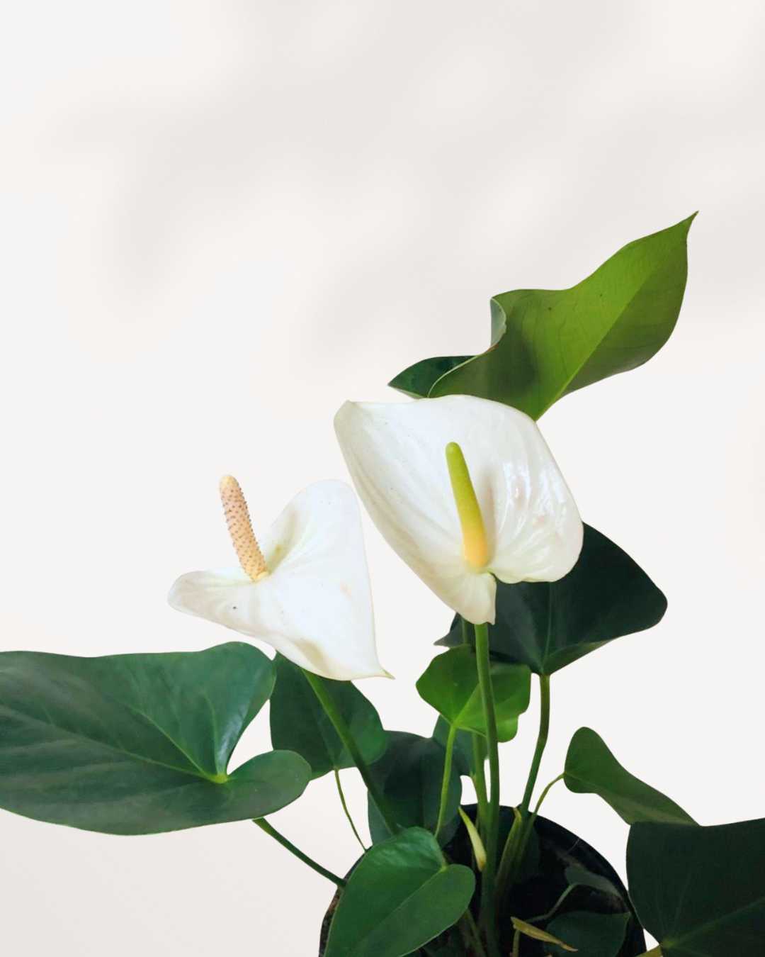 Close-up of Anthurium White's pristine white spathe