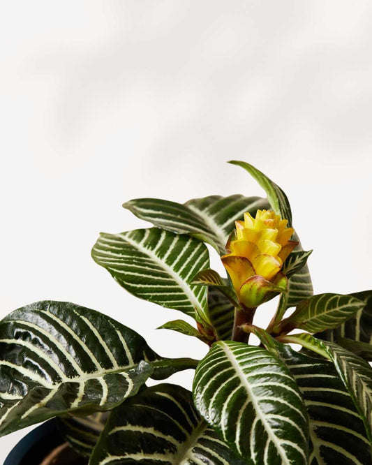 Aphelandra Zebra Plant, showcasing its dark green leaves with prominent white stripes and a vibrant golden-yellow flower bract, in a plant pot.