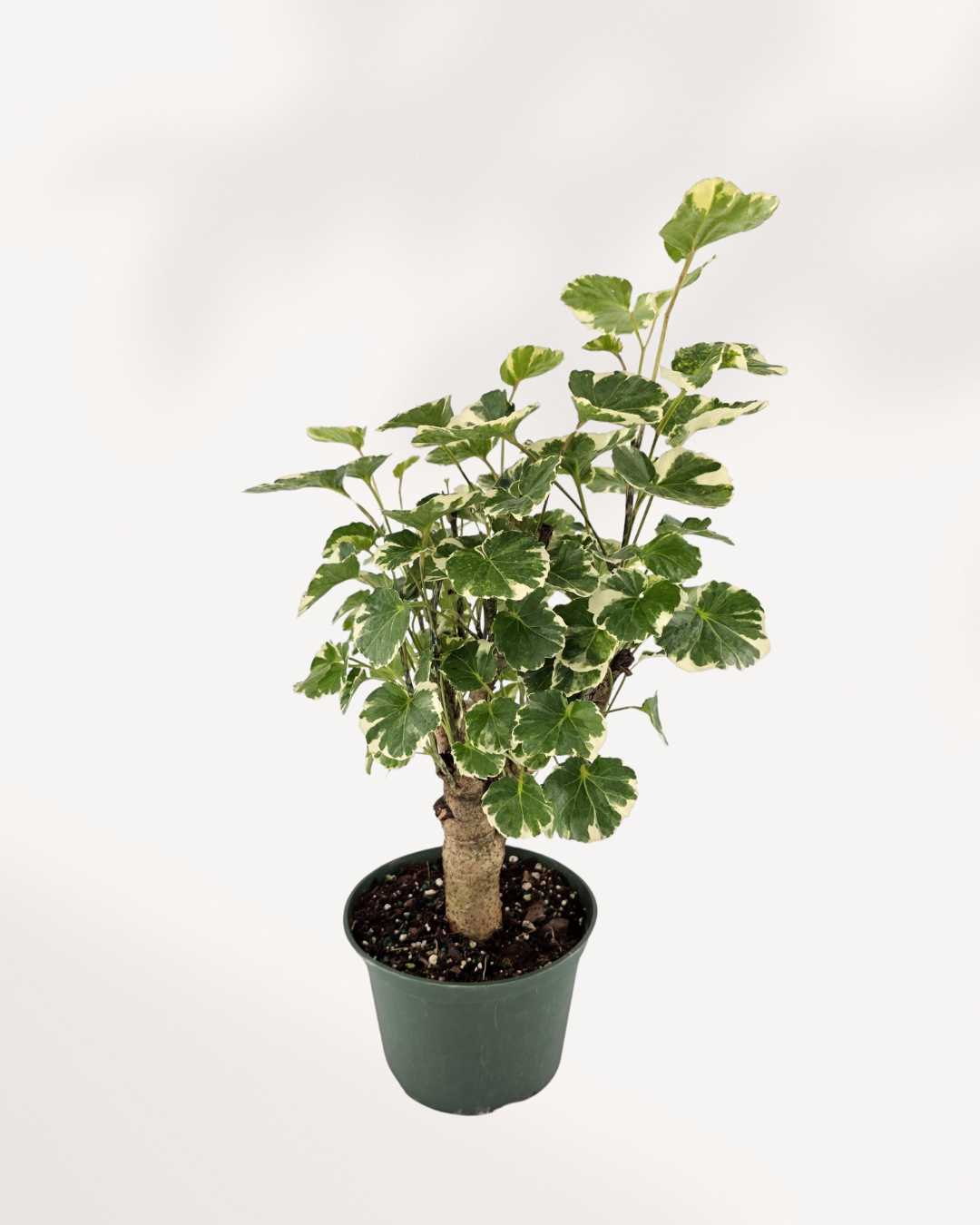 Aralia Balfour Stump | Buy Online
