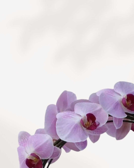 Artistica Orchid – in Ceramic Pot Lilac - Infinity Circle Lilac White