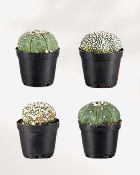 Astrophytum Asterias 2.5" Pot - Assorted Colour
