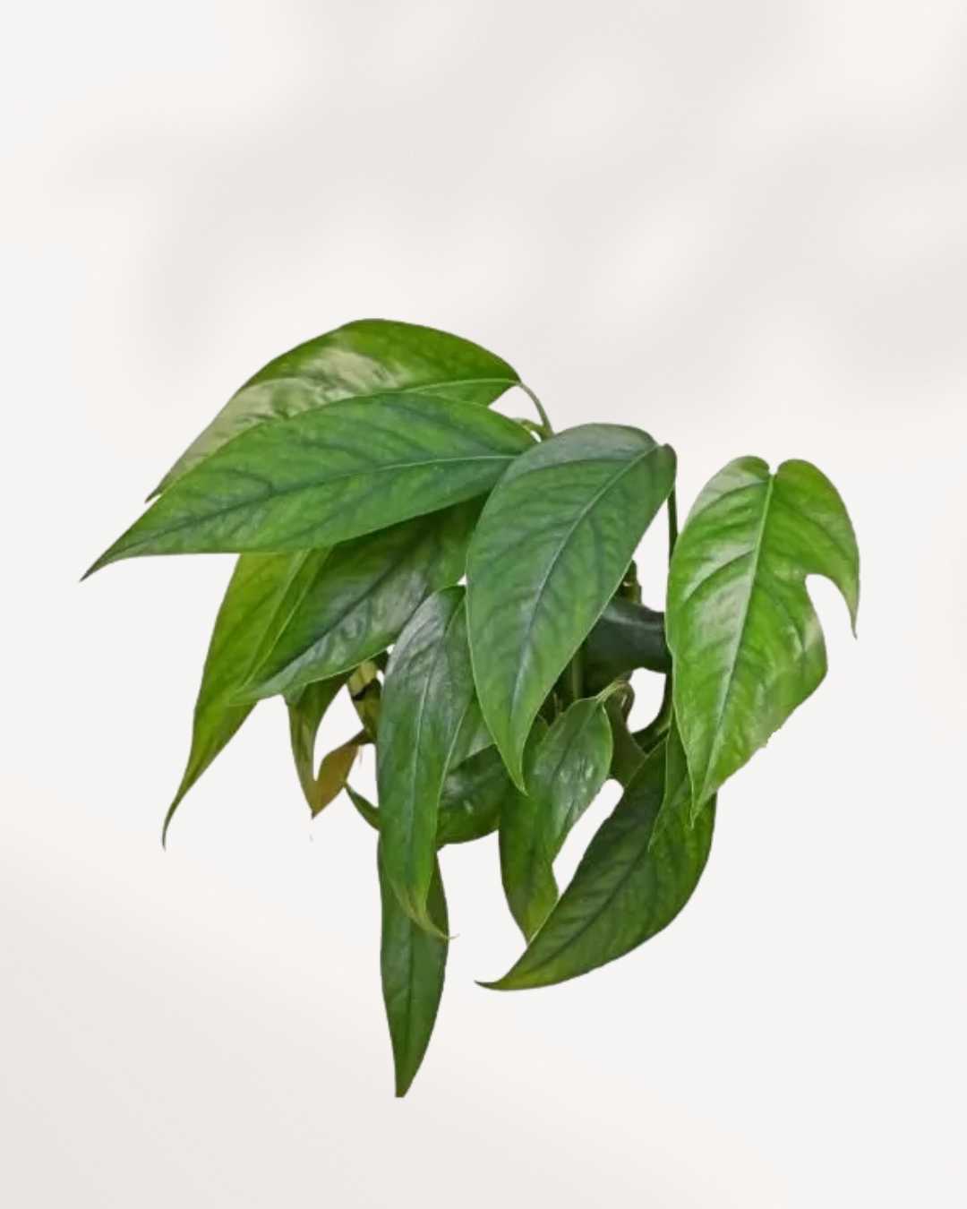 Baltic Blue Pothos