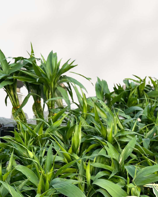 Lucky Bamboo