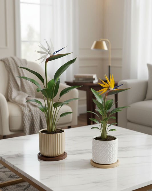 Bird of Paradise plant Strelitzia nicolai in small black nursery pot showing multiple upright bright green paddle-shaped leaves, indoor tropical statement plant available in Canada
