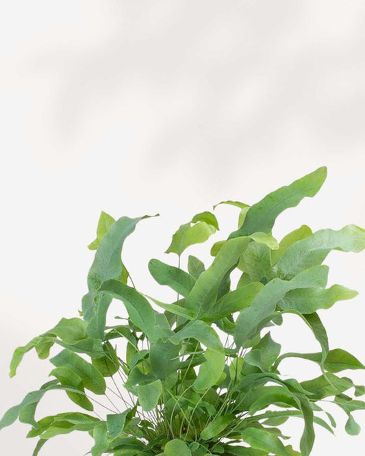 Blue Star Fern | Phlebodium Aureum 4" Pot - Small