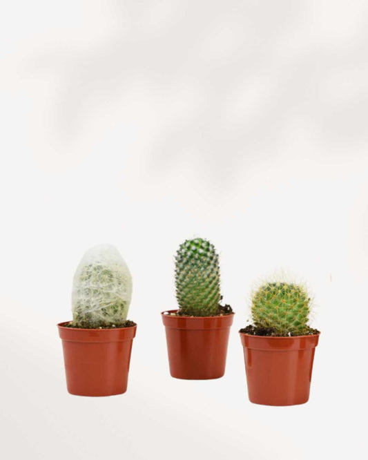 Cactus Mystery Box Single Pack