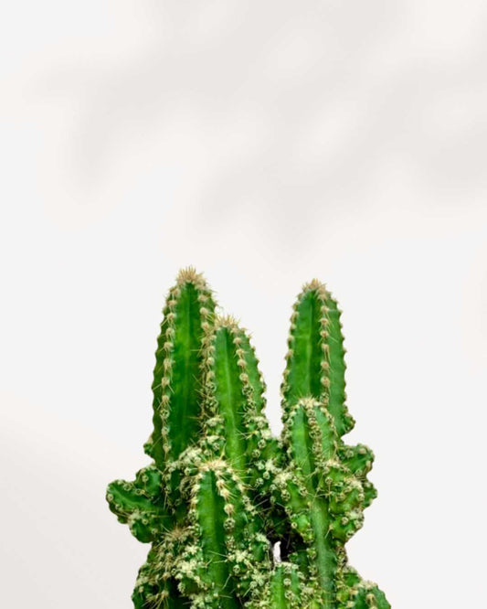 Cactus Cereus Fairy Castle 2.5" Pot - XSmall