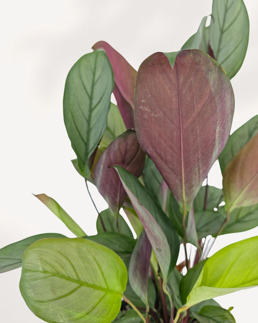 Healthy Calathea Grey Star houseplant viewed from the front top, showcasing lush tropical foliage, available for Richmond Hill pickup or Canada wide plant delivery.