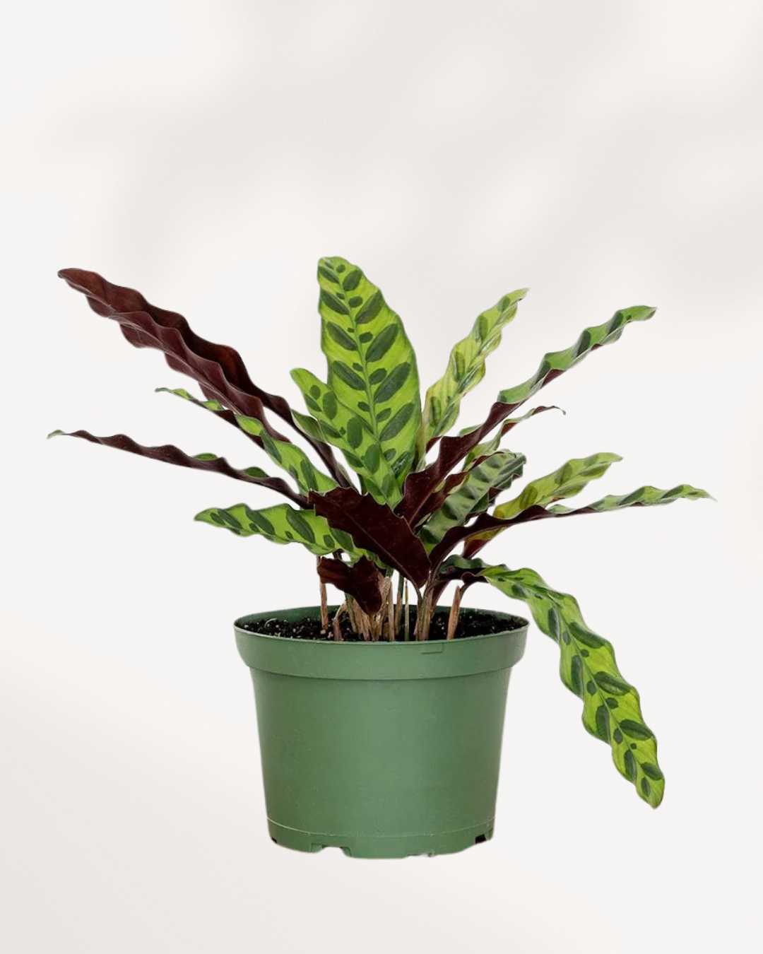 Calathea Lancifolia Rattlesnake plant in a medium pot