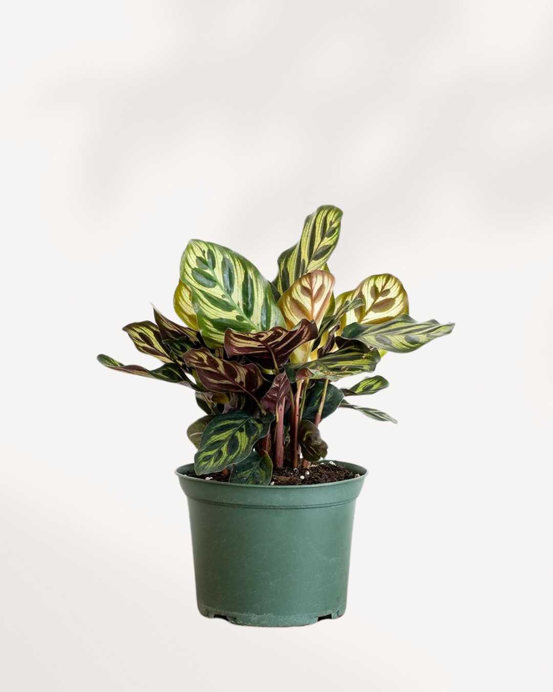 Top view of Calathea Makoyana's foliage