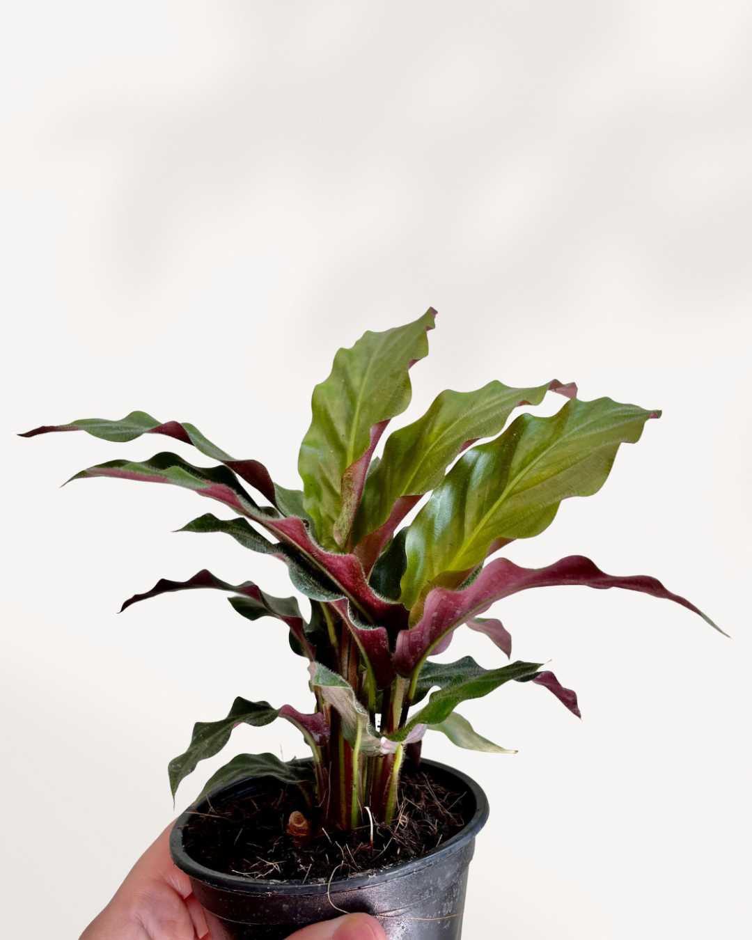 Calathea Rufibarba plant in a pot