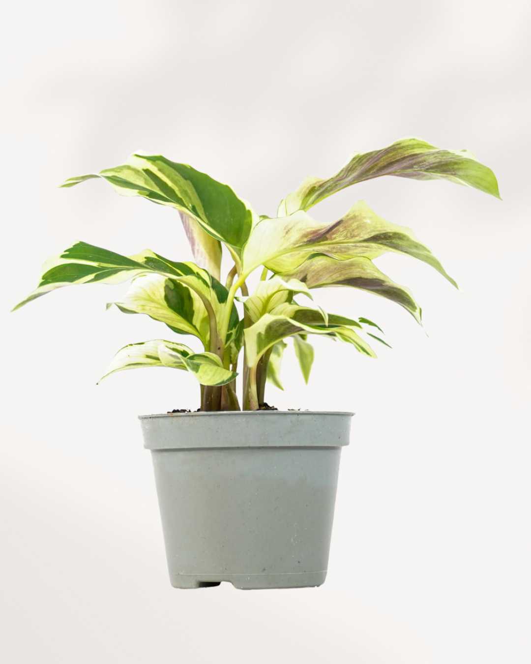 Calathea Yellow Fusion 6" Pot - Medium