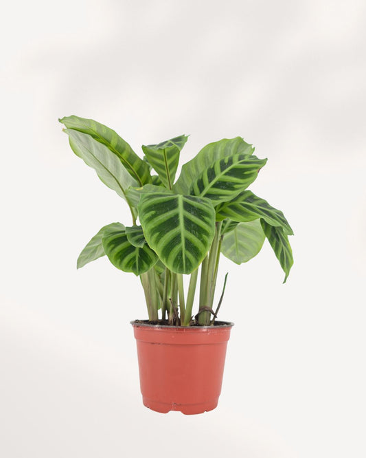 Calathea Zebrina plant front view, velvety striped leaves, healthy tropical houseplant available online and in store Richmond Hill GTA