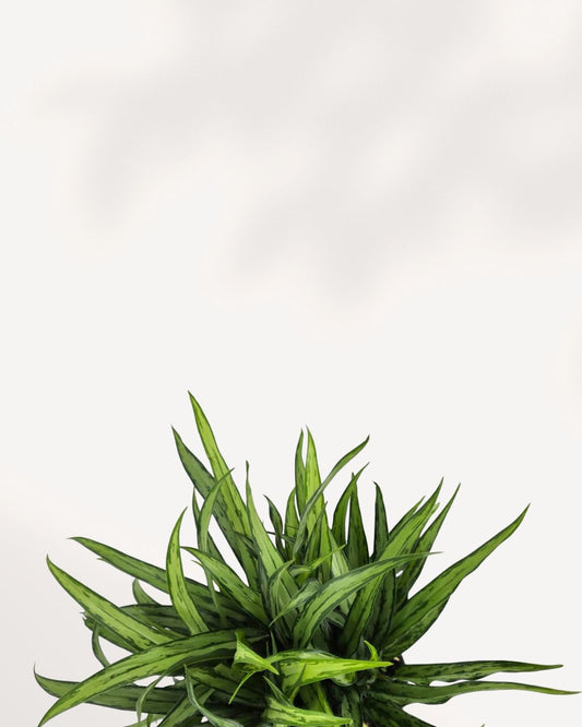 Chinese Evergreen Cutlass plant on a shelf
