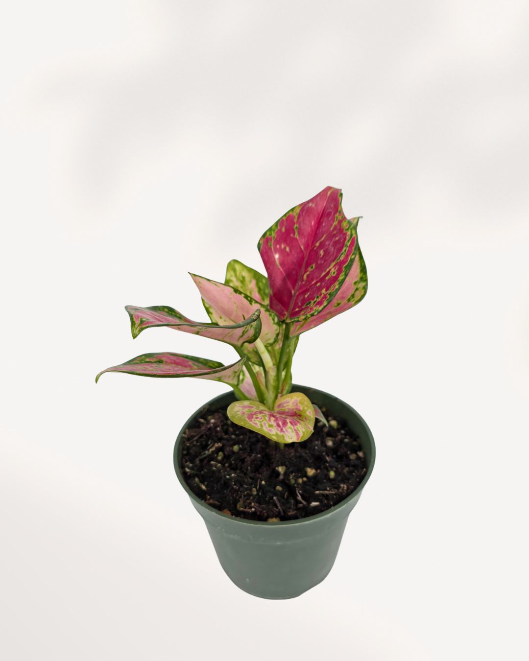 Chinese Evergreen Red Valentine displayed on a shelf