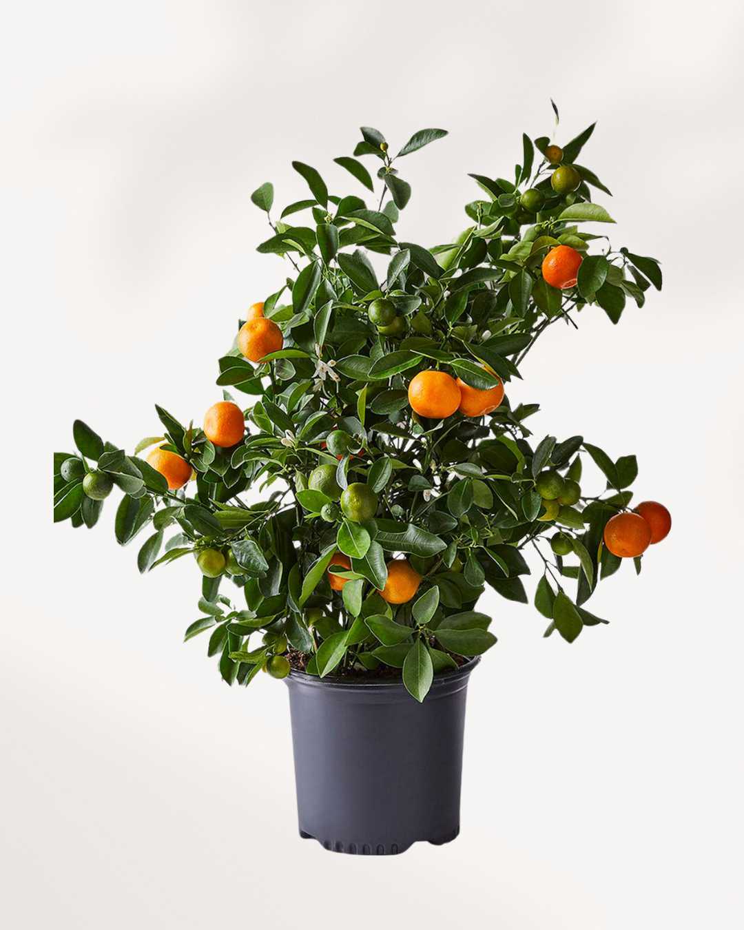 Citrus, Calamondin Orange