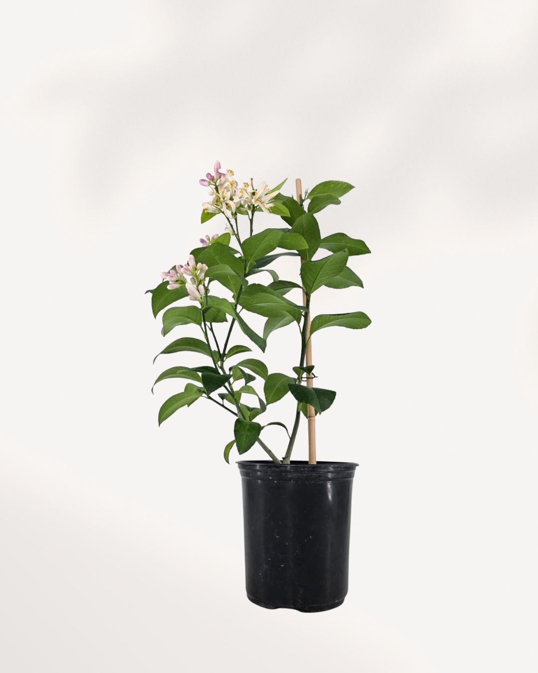 Meyer Lemon Tree for sale online – lush green foliage with ripening yellow lemons, perfect indoor fruit plant for bright sunny spots