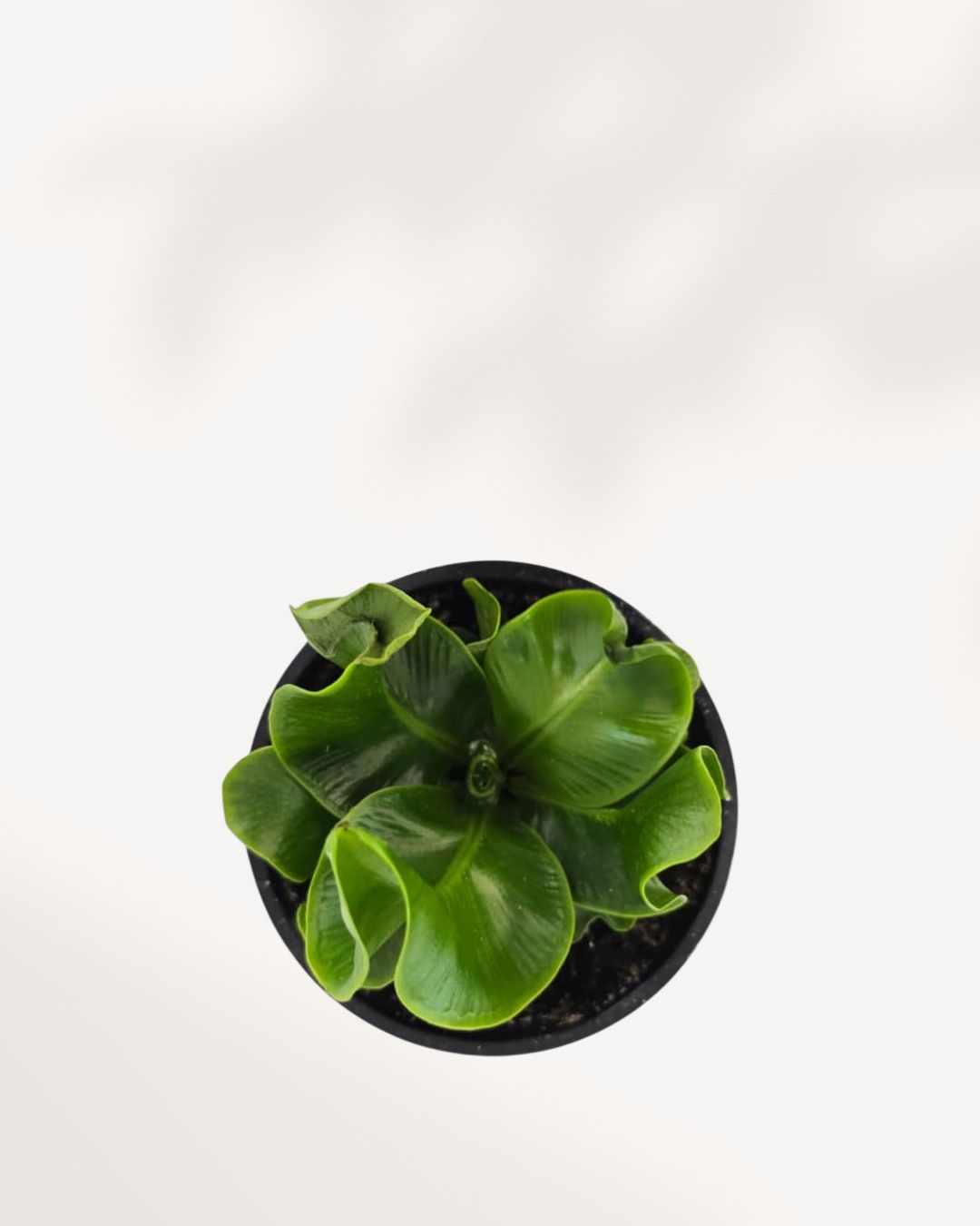 Top view of Cobra Fern's dense green foliage