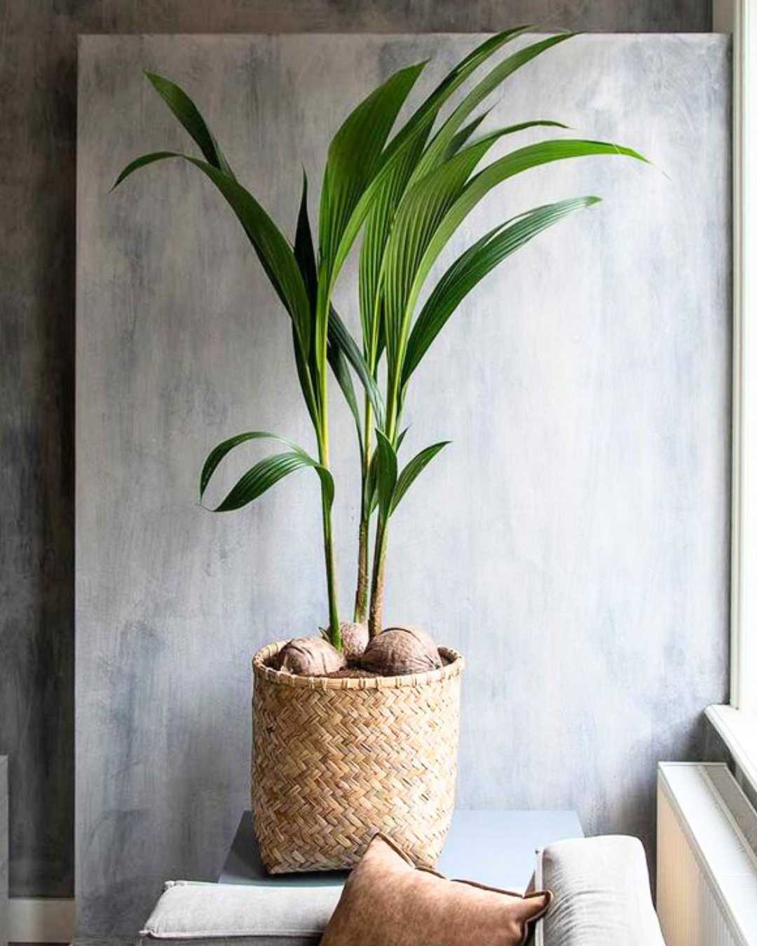 Coconut Palm plant in a pot