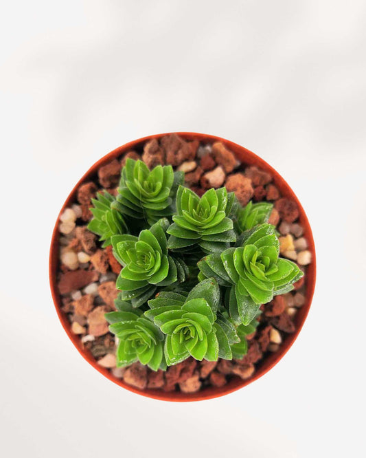 Crassula Spiralis Black Curl 2.5" Pot - Small
