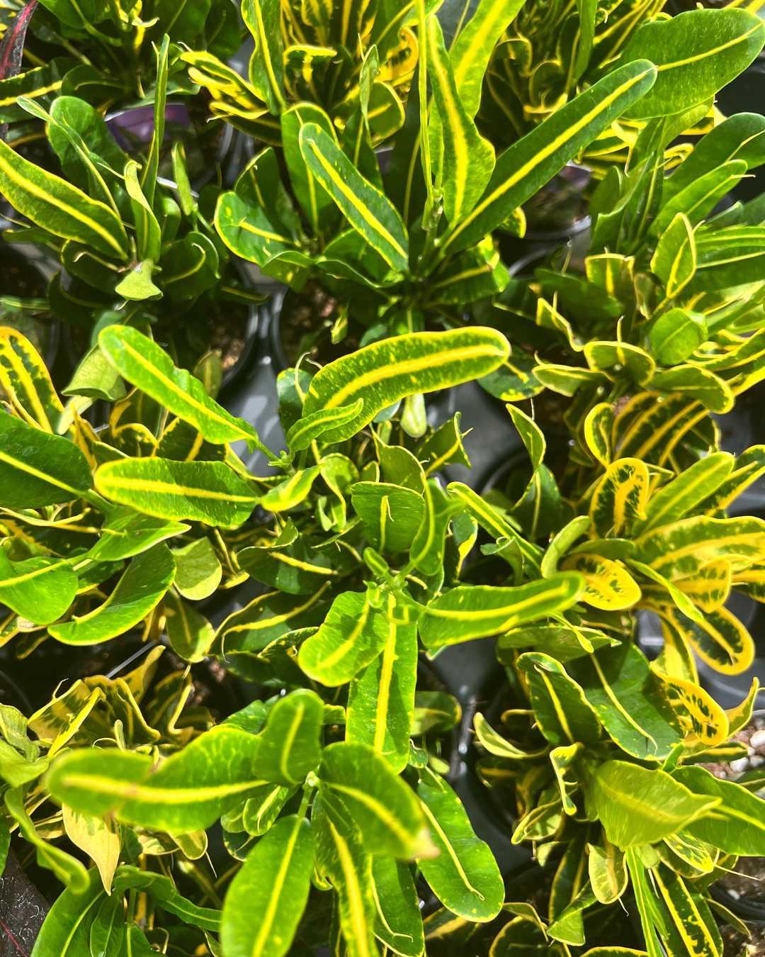 Top view of Croton Banana showing leaf pattern and shape
